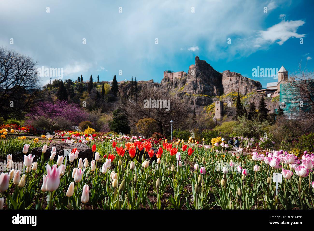 Vue grand angle des tulipes roses et rouges dans un jardin botanique avec une forteresse historique sur les collines Banque D'Images