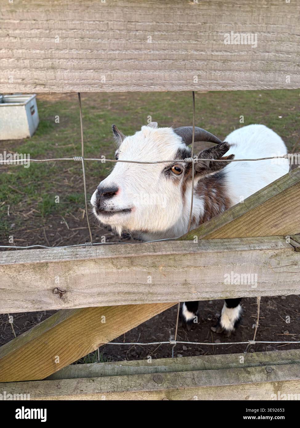 Un bouc cuteard se tient près d'une clôture en bois dans une ferme. La chèvre regarde à travers l'écart dans la clôture. La scène montre de l'herbe verte et un cadre de ferme simple Banque D'Images
