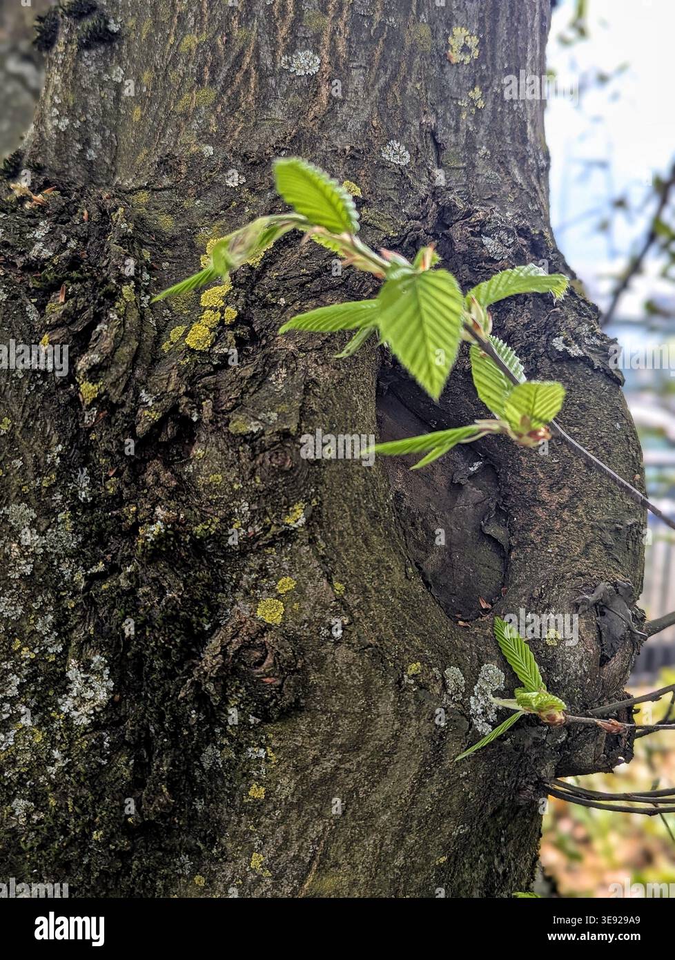Pousses vertes fraîches émergeant de l'écorce, petites feuilles attrapant la lumière du soleil et l'humidité, Fermer Botanical Study Vibe avec la perspective arboriste, Tru texturé Banque D'Images