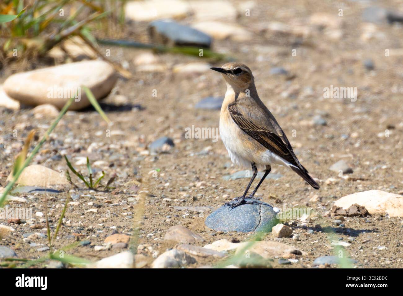 Isabelline Wheatear (Oenanthe isabellina) perchée sur un petit rocher dans un champ sec, Chypre. Banque D'Images