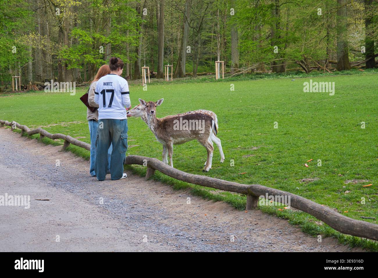 Dusseldorf, Allemagne, 16.04.2026 - les gens nourrissant des cerfs dans le parc, scène d'interaction étroite avec la faune Banque D'Images
