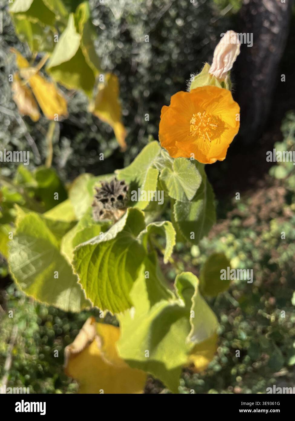 Plante Abutilon grandifolium poussant à l'état sauvage sur la Côte d'Azur - Image de stock capturée avec un smartphone