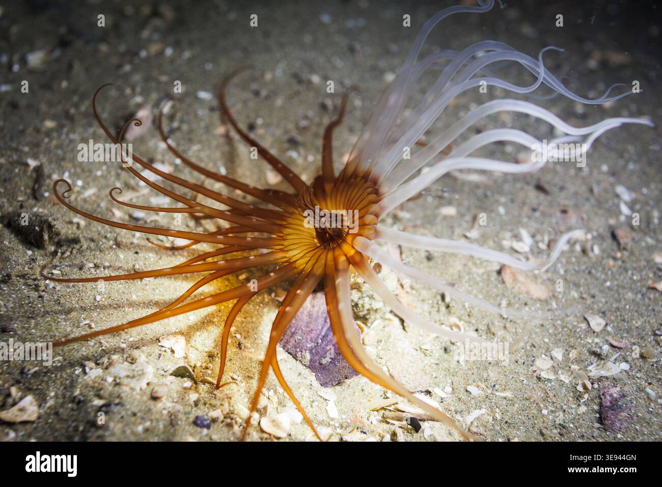 Anémone tubulaire (Arachnanthus sp.) non décrite affichant des bandes de tentacules orange et translucides distinctes lorsqu'elles sont étendues au-dessus d'un substrat sablonneux. Banque D'Images
