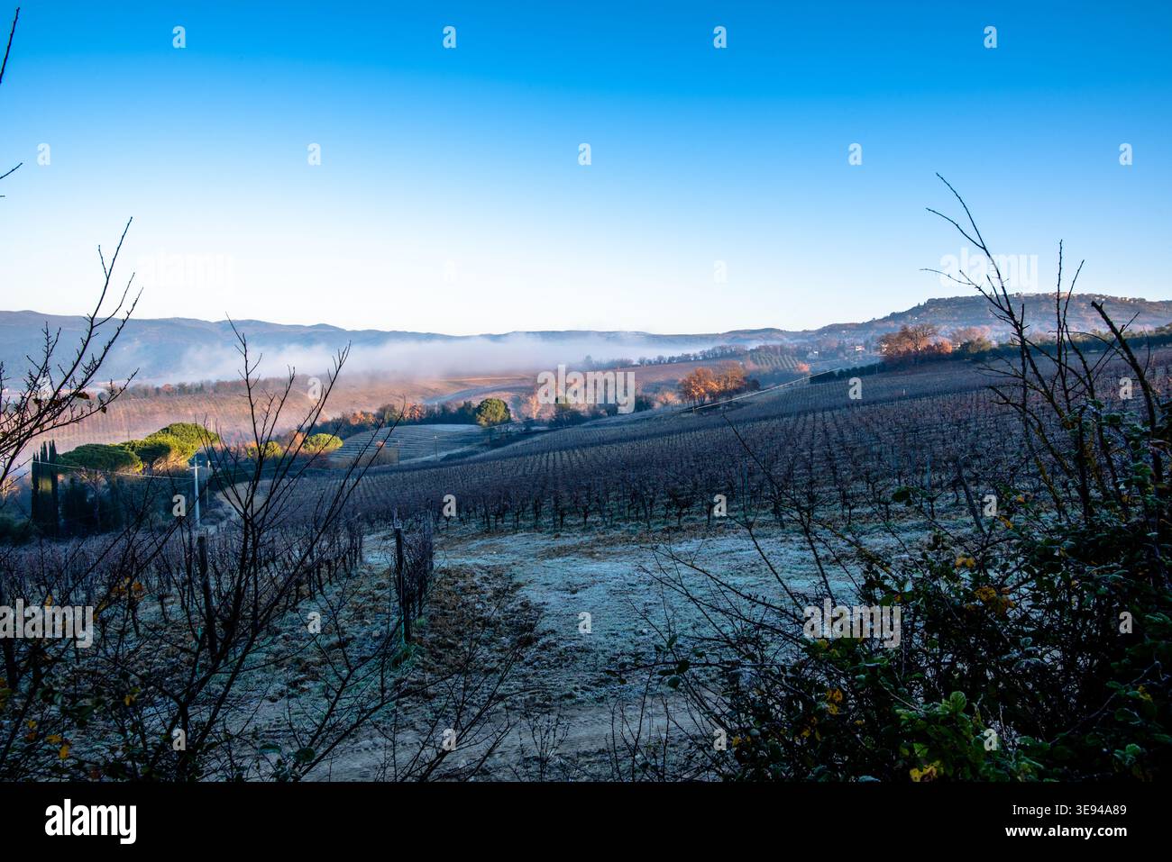 Rangées de vignobles couvertes de gel avec collines brumeuses dans la campagne italienne. Convient pour l'hiver, l'agriculture, la production de vin et les concepts de paysage. Banque D'Images