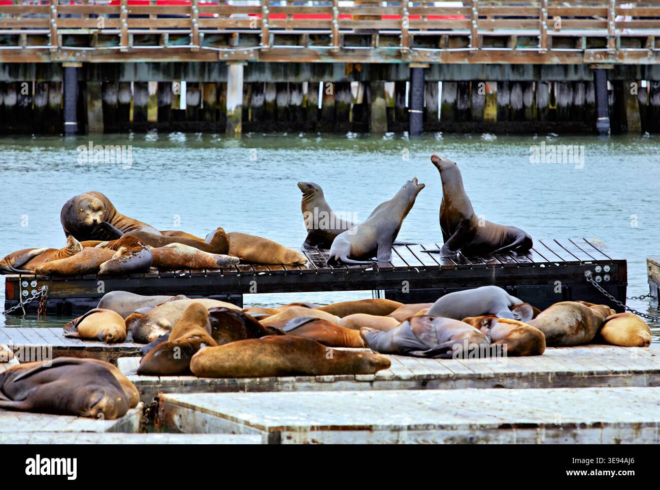 Les lions de mer se rassemblent sur les quais du Pier 39 en profitant du soleil et en se reposant au bord de l'eau. Les touristes regardent de la région voisine de San Francisco. Banque D'Images