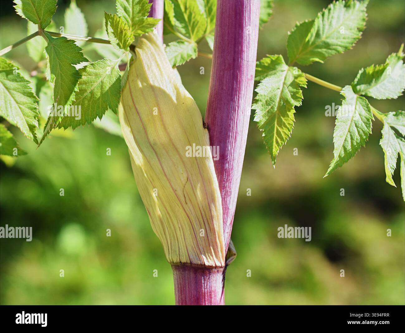 Gros plan de la gaine et de la tige des feuilles d'Angelica (Angelica archangelica). Vue détaillée de la structure végétale avec feuillage vert dans l'environnement naturel. Banque D'Images