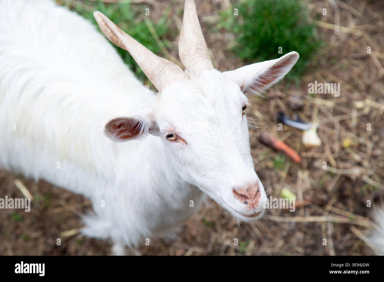 Curieux White Goat. Chèvre curieuse aux yeux brillants. La chèvre douce regarde vers le haut dans le cadre paisible de la ferme Banque D'Images