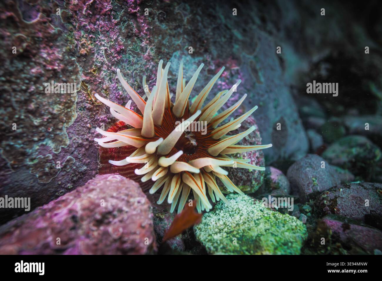 Anémone de mer (Epiactis thompsoni) attachée à un récif rocheux, montrant un disque buccal rayé et des tentacules étendus dans les eaux côtières de Wellington, Nouvelle-Zélande Banque D'Images