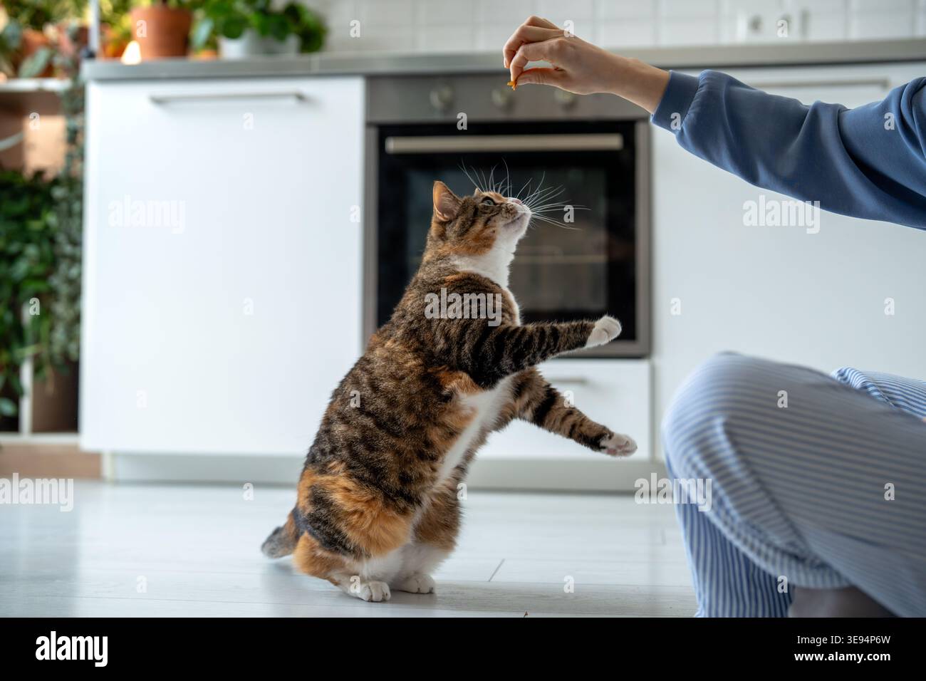 Chat ludique intéressé se tient debout essayant d'atteindre la nourriture de la main du propriétaire. Équilibre et curiosité lors de l'alimentation ou de l'entraînement des animaux domestiques. Actif p Banque D'Images