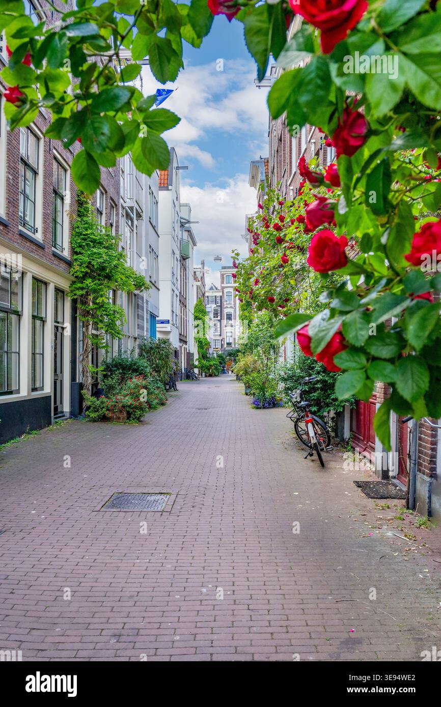 Pittoresque ruelle piétonne encadrée de roses rouges à Amsterdam Banque D'Images