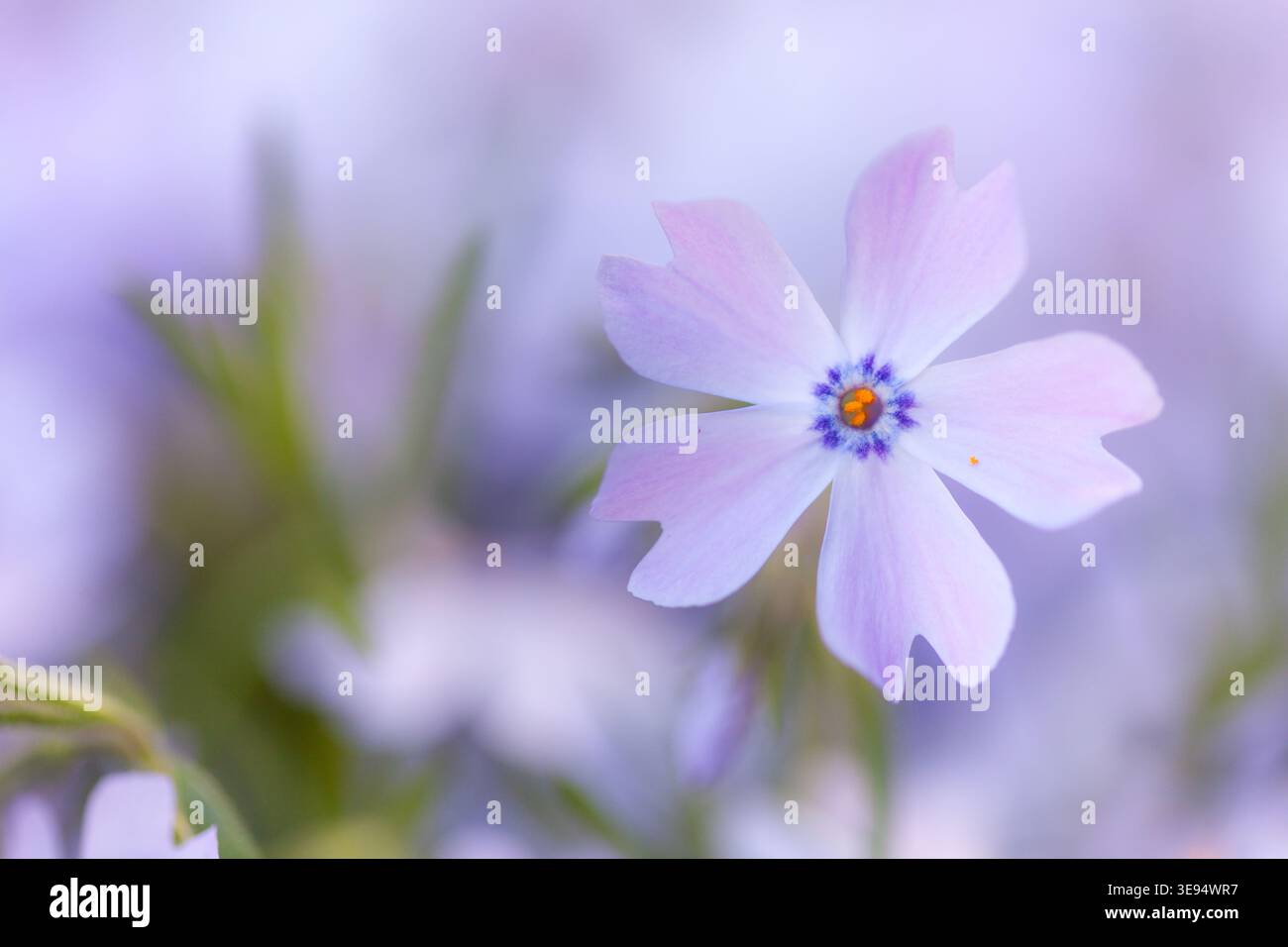 Photographie rapprochée d'une fleur de phlox de mousse violet clair Banque D'Images