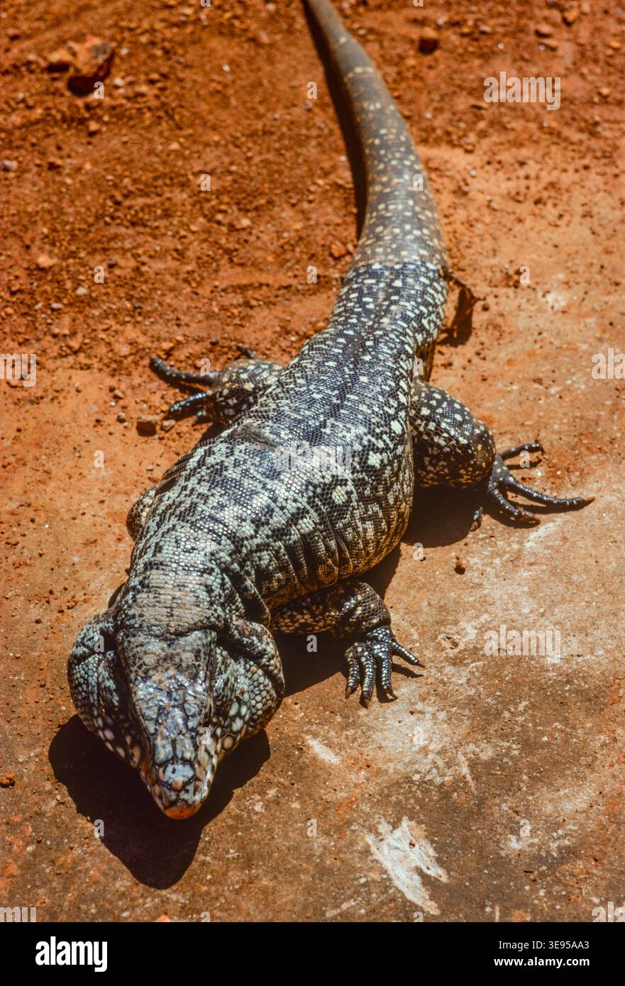 L'opération de sauvetage d'animaux lors du remplissage du barrage d'Itaipu à la frontière du Paraguay et du Brésil en octobre 1982 a sauvé certains des très nombreux animaux déplacés par la montée des eaux. Banque D'Images
