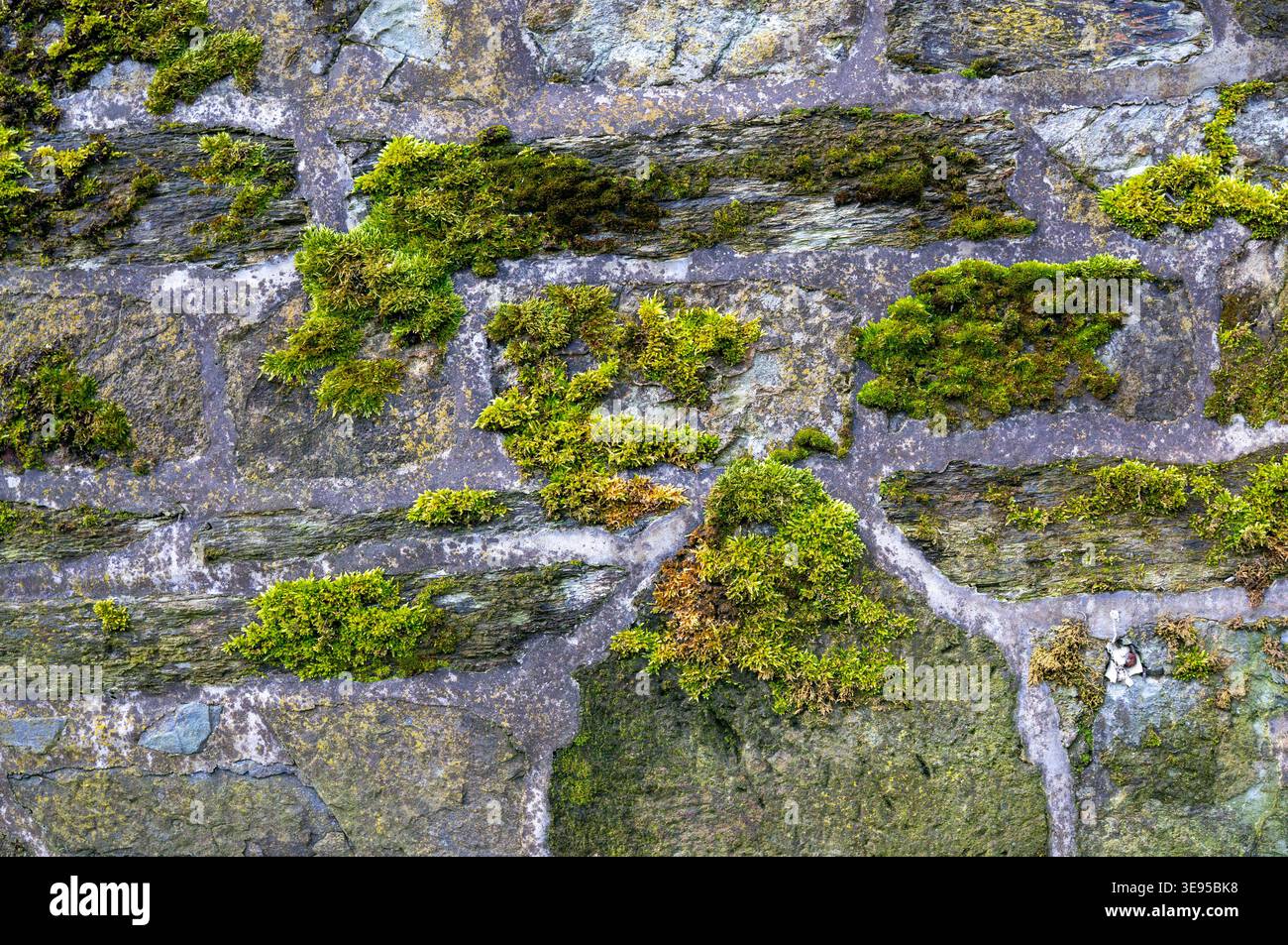 mousse verte sur la conception de fond de texture de mur de pierre de nature Banque D'Images