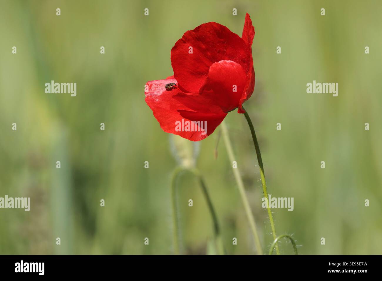 Gros plan du coquelicot sauvage au printemps avec petit insecte pollinisant, ravin Encantada, Beniarres, Espagne Banque D'Images