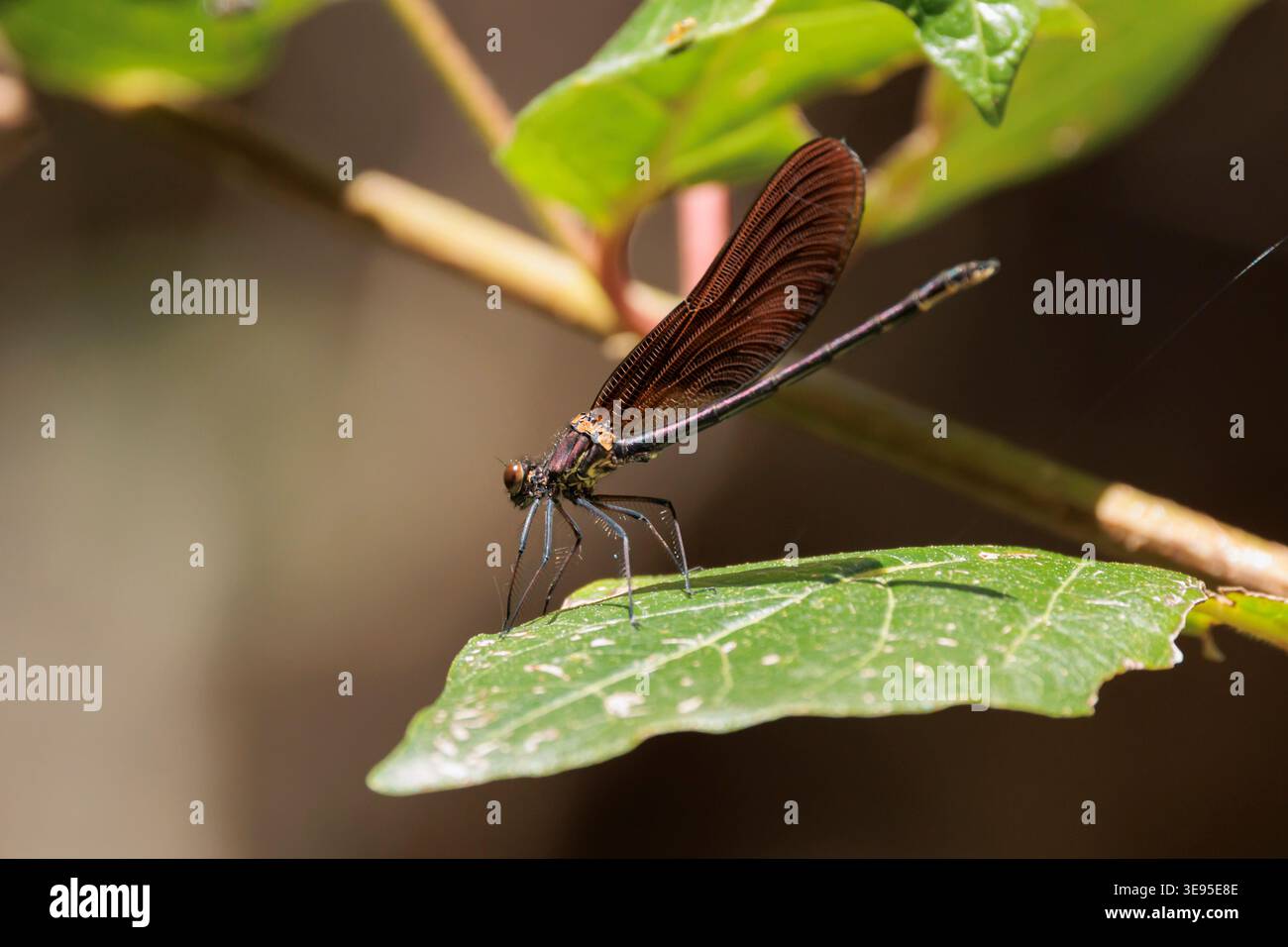 Damselfly à ailes foncées perchée sur une feuille verte, Beniarres, Espagne Banque D'Images