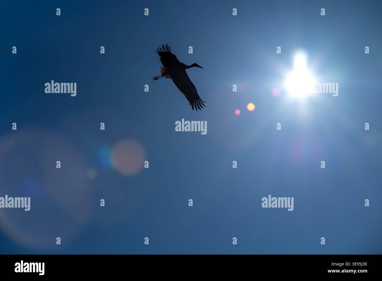 Composition minimaliste de silhouette de cigogne Banque D'Images