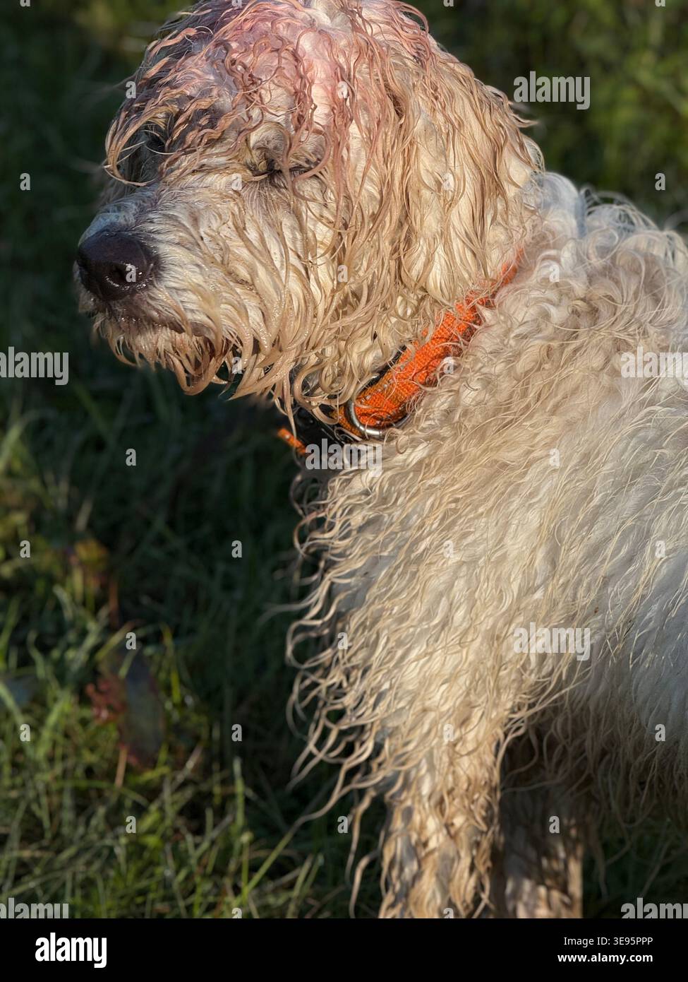 Chien mouillé debout sous la pluie avec fourrure désordonnée Banque D'Images