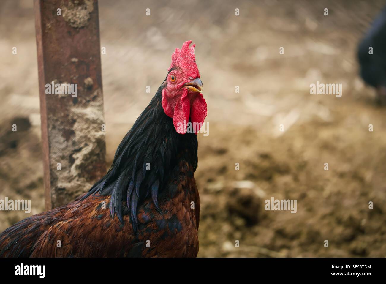 Agriculture avicole biologique et communication sur l'élevage. Une photo professionnelle représentant le comportement des animaux en liberté et le bétail naturel. Banque D'Images