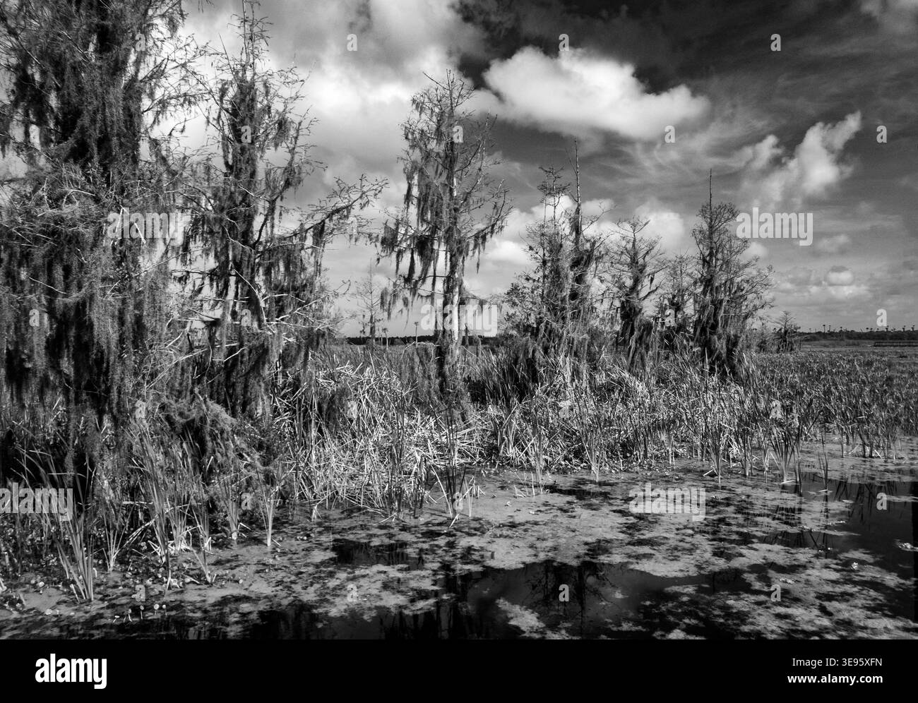 Orlando Wetlands in Christmas Florida USA est une zone humide artificielle qui fournit un traitement avancé pour l'eau récupérée de la ville d'Orlando et de OT Banque D'Images
