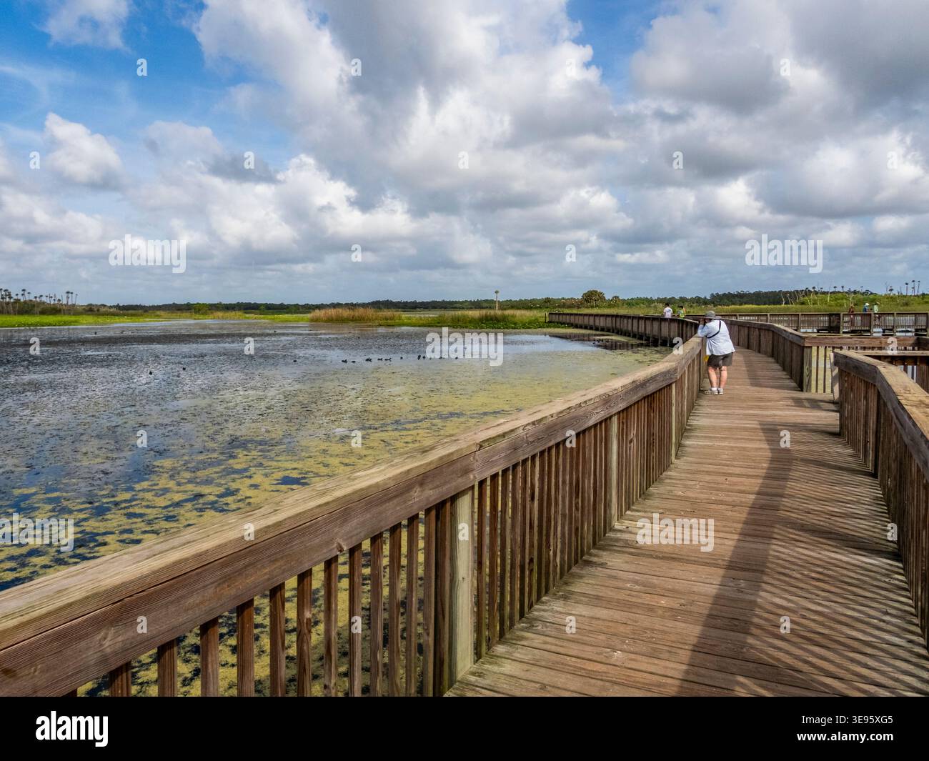 Orlando Wetlands in Christmas Florida USA est une zone humide artificielle qui fournit un traitement avancé pour l'eau récupérée de la ville d'Orlando et de OT Banque D'Images