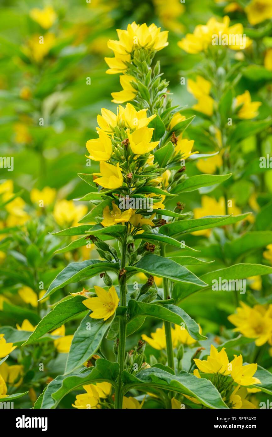 Lysimachia punctata, loosestrife de jardin, en forme de lance, feuilles vert clair et en forme de bol, fleurs jaune vif Banque D'Images