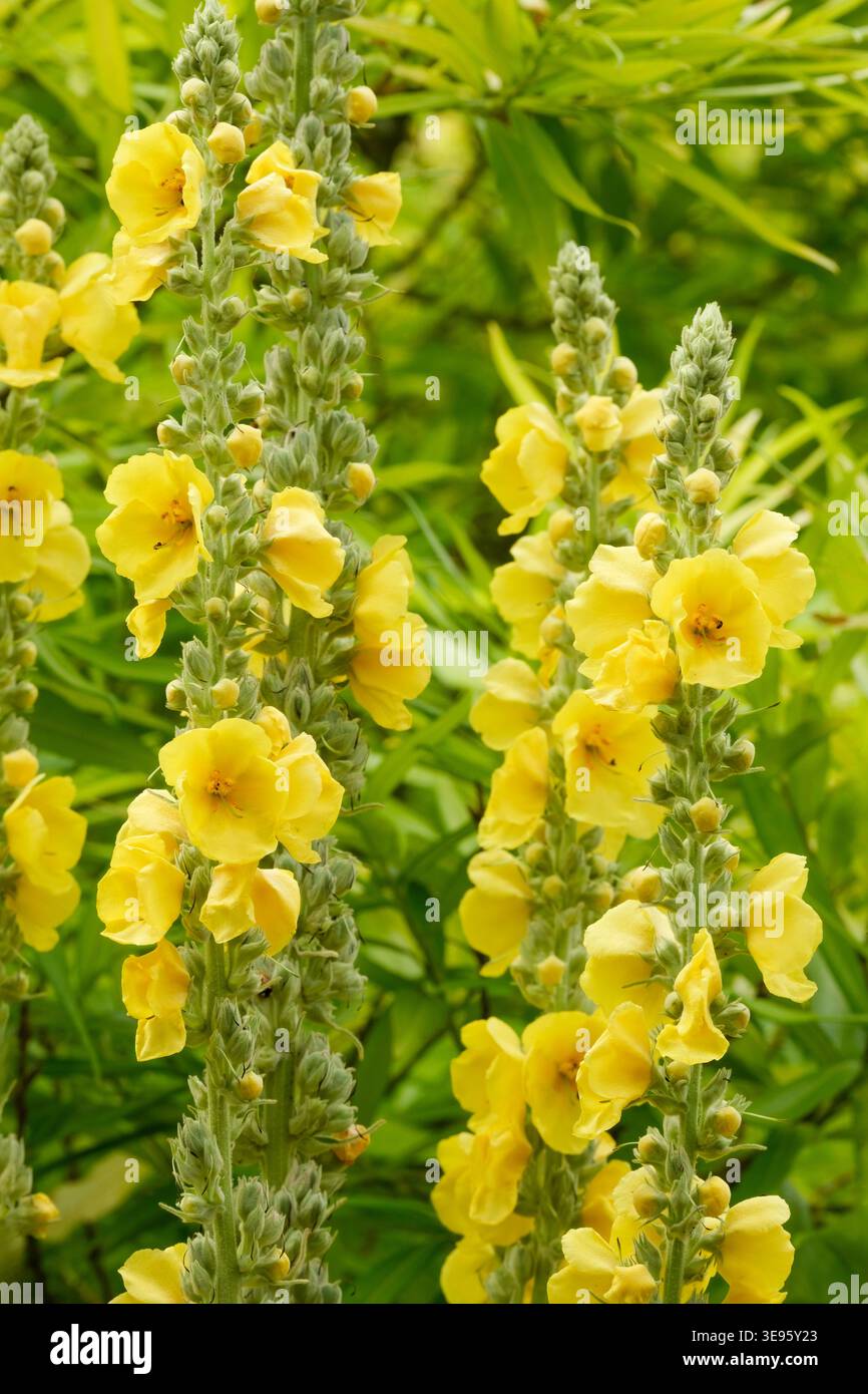 Lysimachia punctata, loosestrife de jardin, en forme de lance, feuilles vert clair et en forme de bol, fleurs jaune vif Banque D'Images
