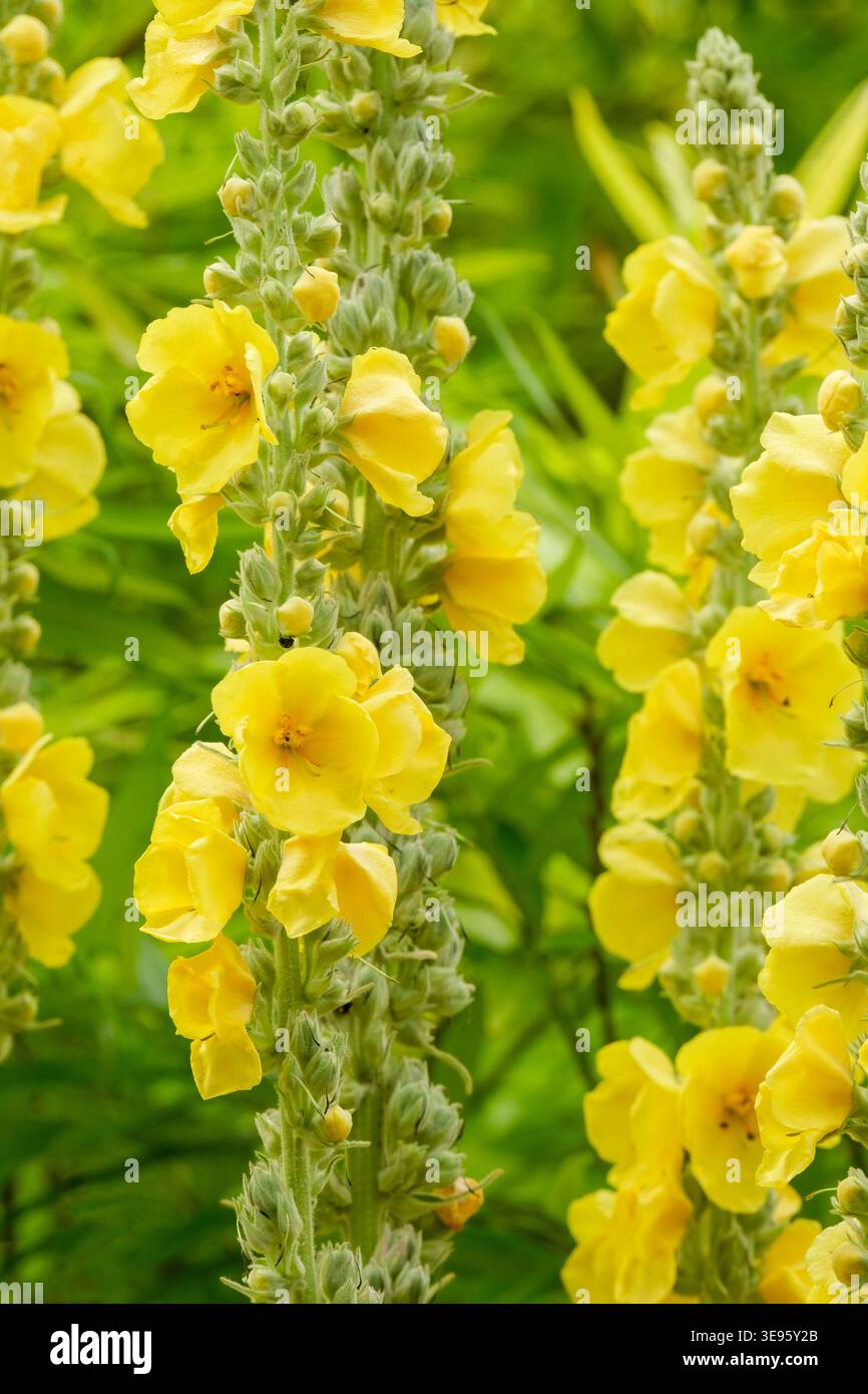 Lysimachia punctata, loosestrife de jardin, en forme de lance, feuilles vert clair et en forme de bol, fleurs jaune vif Banque D'Images