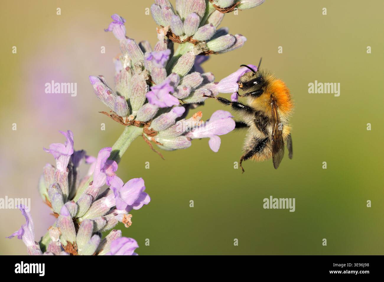 Nectaring d'abeille cardée commune (Bombus pascuorum) sur fleurs de lavande dans le jardin, Berwickshire, Écosse, août Banque D'Images
