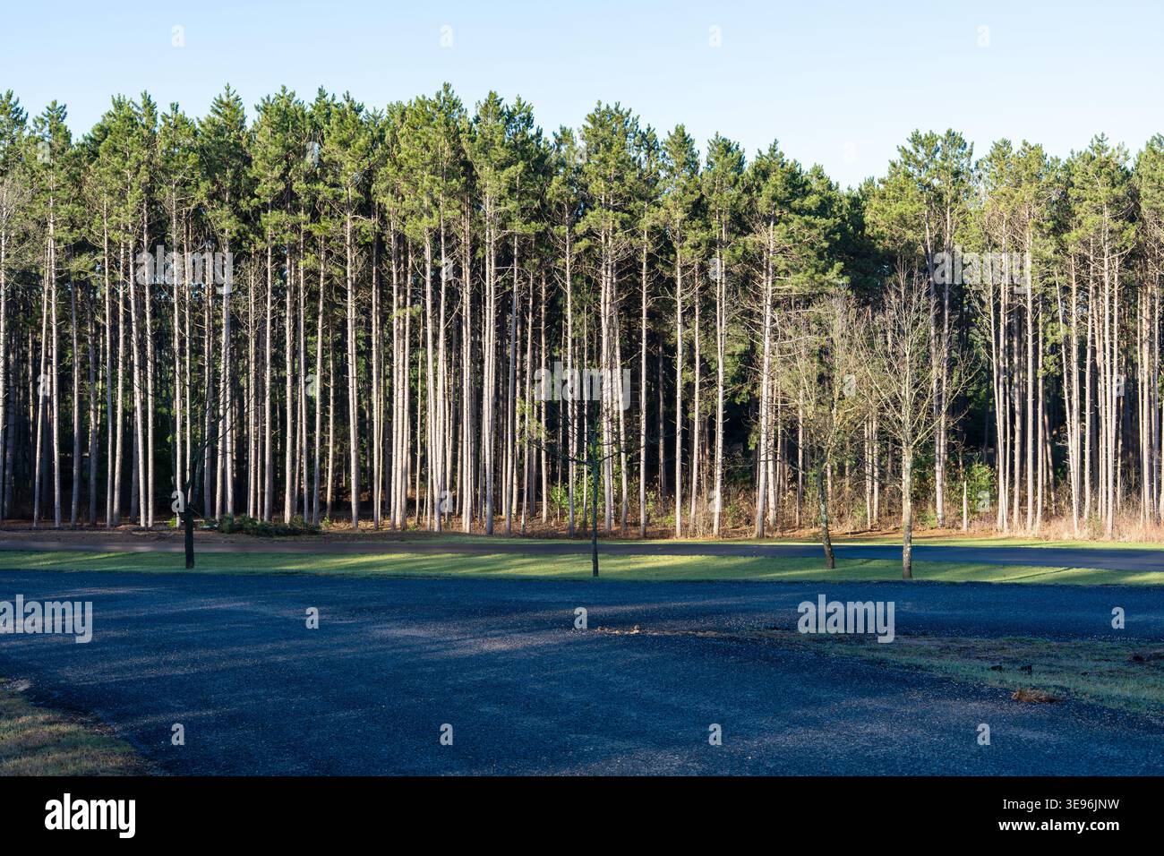 Forêt de pins dense avec de grands arbres droits à la lumière du soleil. Fond boisé naturel avec motif d'arbre répété. Banque D'Images
