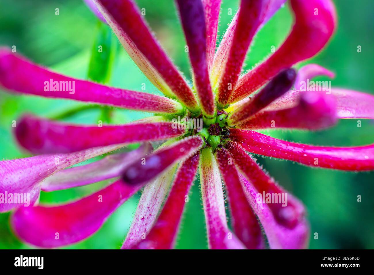 Rose vif Honeysuckle Fleur Macro gros plan. Photo macro détaillée d'une fleur de chèvrefeuille rose vif avec un fond vert doux, montrant délicat Banque D'Images