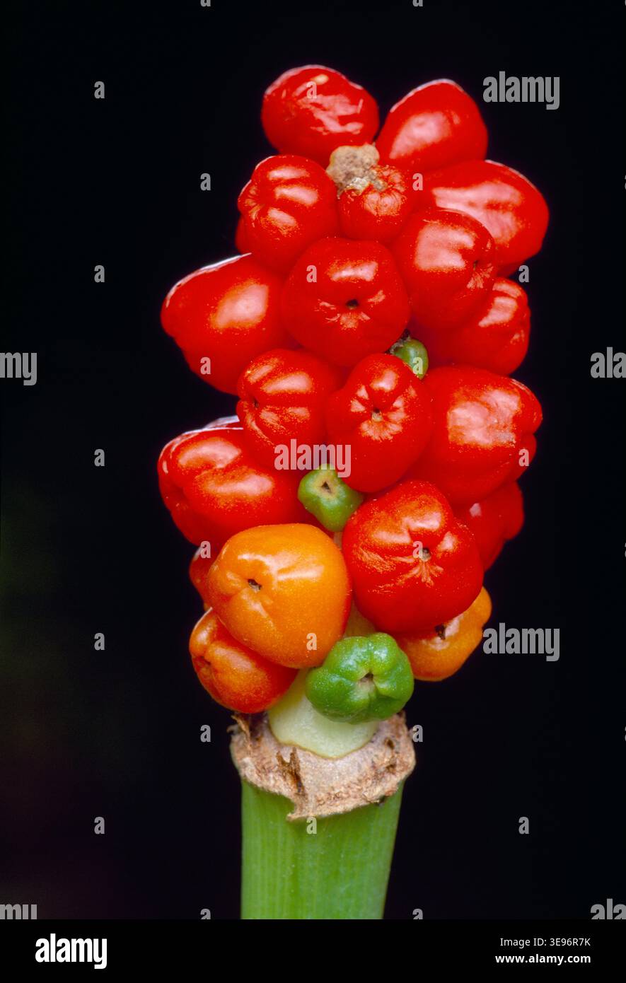 Seigneurs et dames (Arum maculatum) gros plan de baies sur la tige de fleur d'une plante poussant dans le fond de haie en été, Berwickshire, Écosse, août Banque D'Images