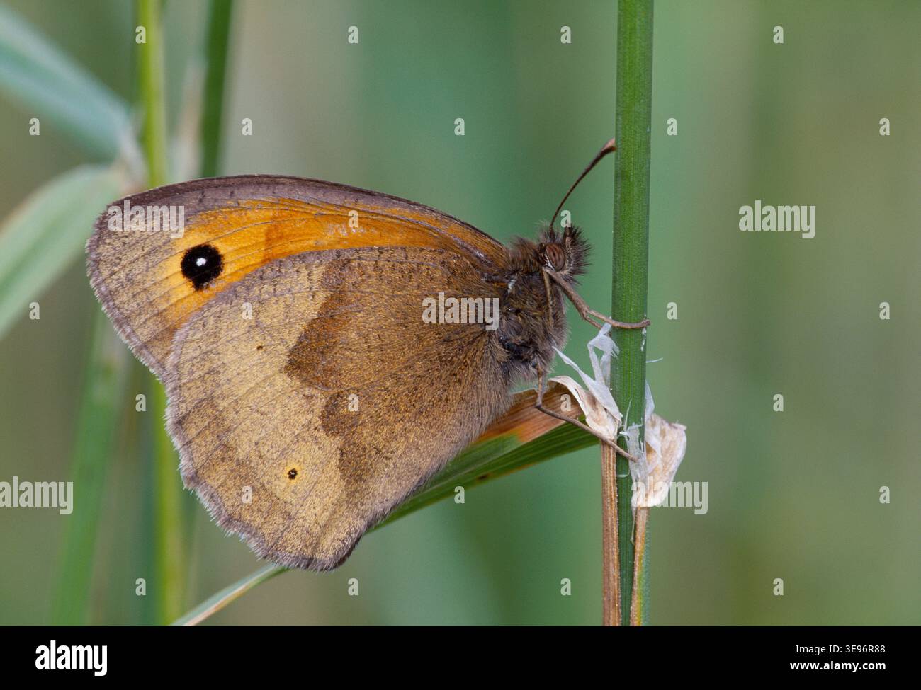 Papillon brun de prairie (Maniola jurtina) perché sur tige d'herbe sur marge de champ arable, Berwickshire, Écosse, juillet Banque D'Images