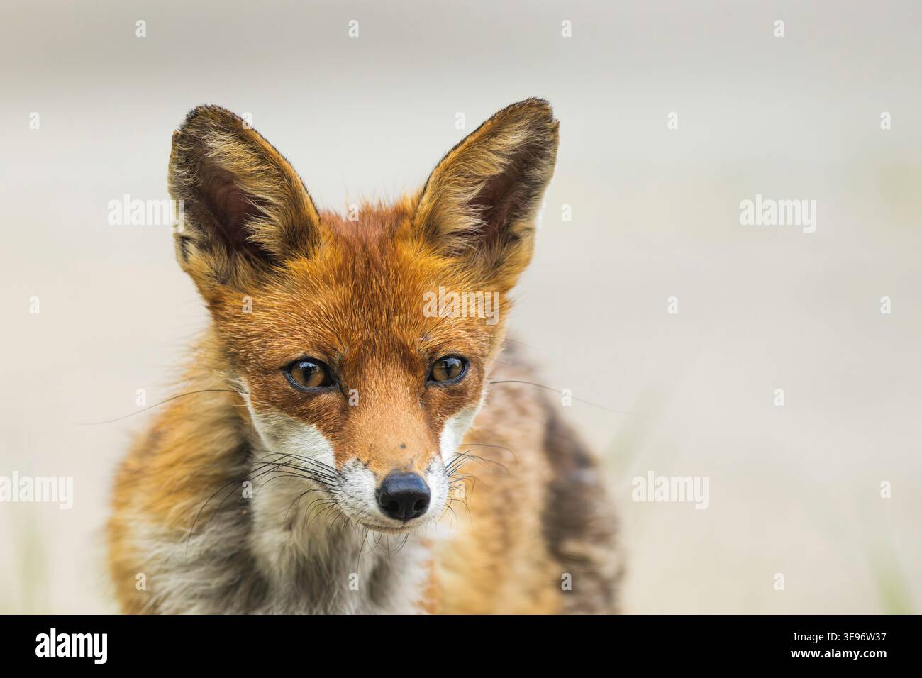 Portrait d'une femelle renard. Banque D'Images