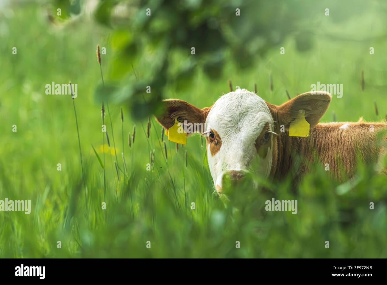Portrait d'un veau couché dans un pré vert au printemps. Banque D'Images