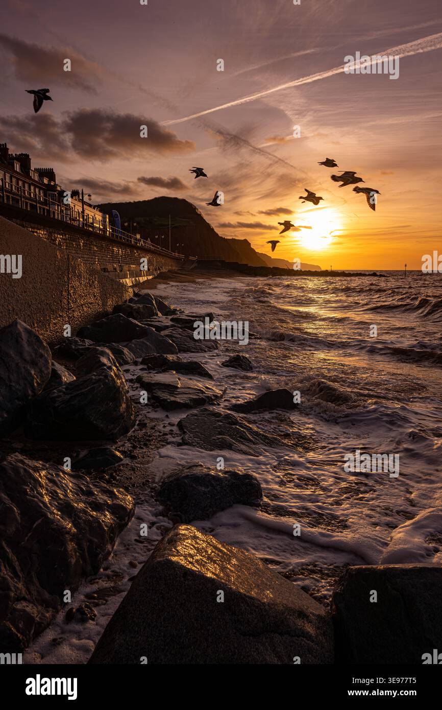 Un spectaculaire lever de soleil doré sur la plage de galets et le rivage rocheux à Sidmouth, Devon, Angleterre. Un troupeau de mouettes vole à travers le ciel orange. Banque D'Images