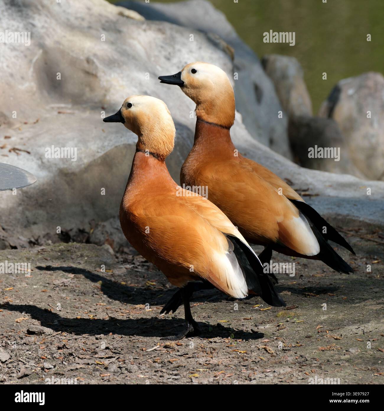 Deux élégants canards se promènent le long du rivage, mettant en valeur leur plumage et leur charme époustouflants. Banque D'Images