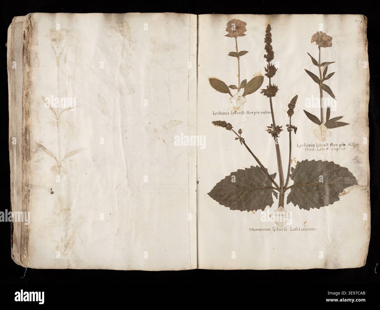 Bernardus Wynhouts (actif au XVIIe siècle) était un herboriste et auteur néerlandais. Le tirage photographique d'archives documente la page 108 de son Herbarius de 1633, montrant des espèces végétales cultivées dans le jardin de l'infirmerie de l'abbaye de Diligem. Banque D'Images