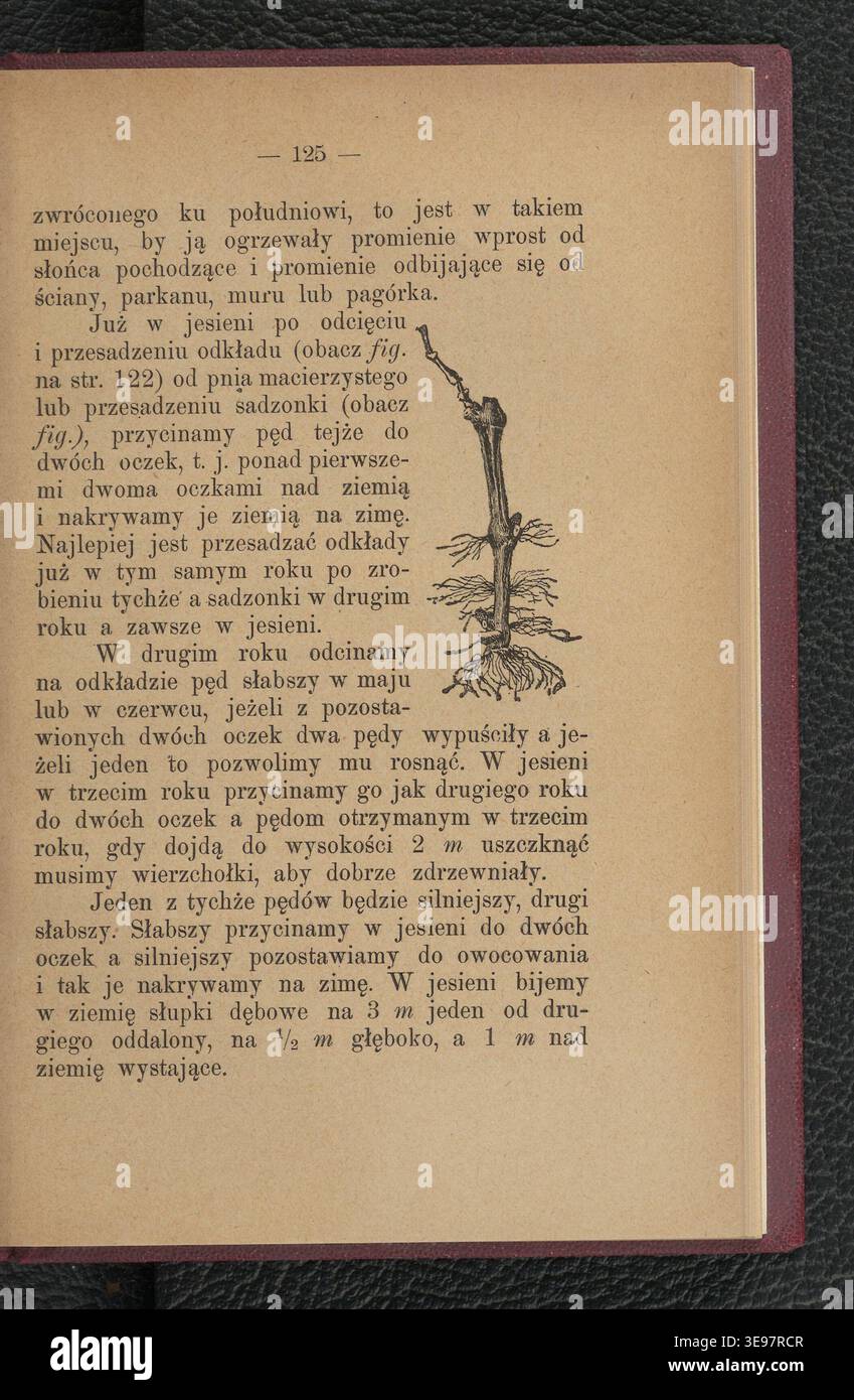 *Mały Założyciel Sadów* (1907) de Jas Sadowski propose un guide complet de la culture des arbres fruitiers, destiné à la jeunesse rurale de Pologne. Publié à Rzeszów par J. A. Pelar, le texte comprend des illustrations et des connaissances pratiques sur les pratiques agricoles, co-écrit avec Antoni Weiss, pour l'éducation des générations futures à l'agriculture. Banque D'Images