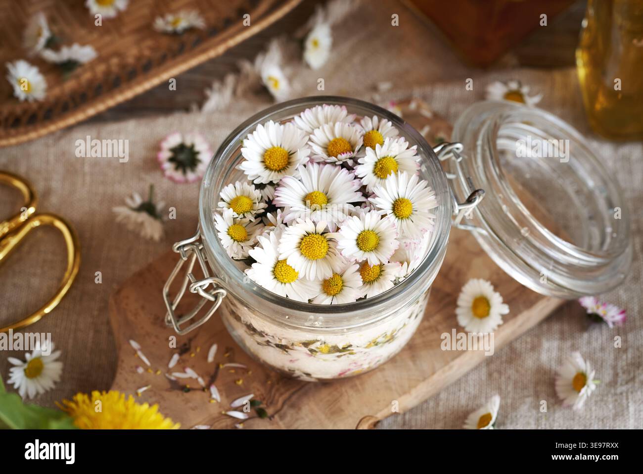 Préparation de sirop à base de plantes maison à partir de fleurs de marguerites communes et de sucre Banque D'Images
