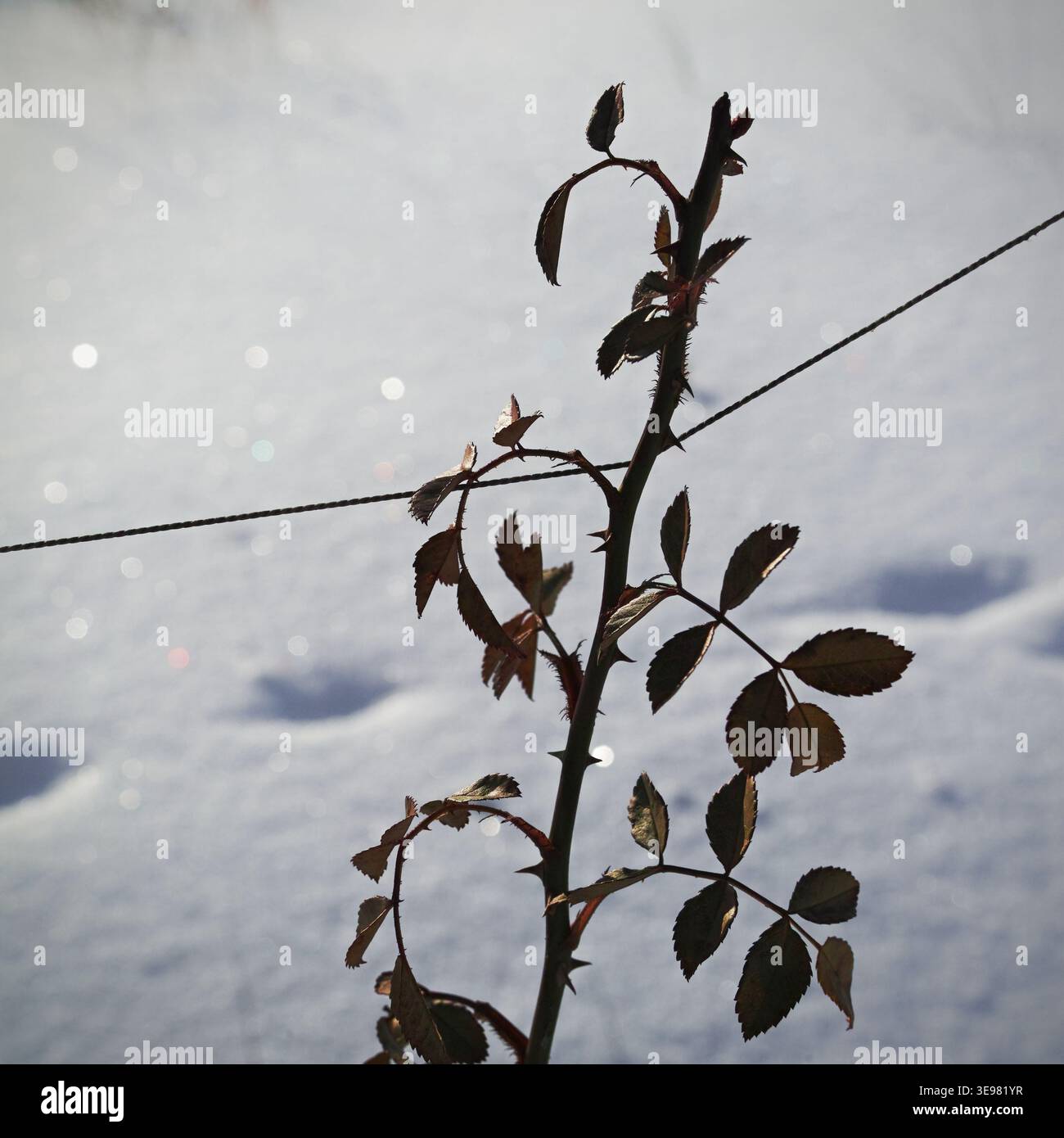 Branche de rosier avec des feuilles gelées sur fond de neige isolé gros plan Banque D'Images