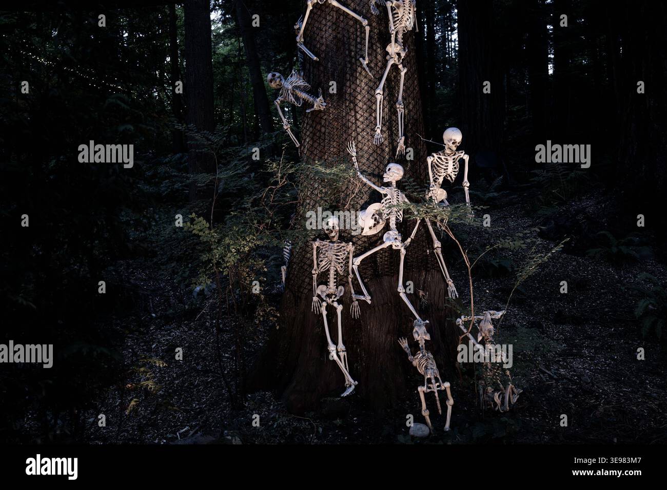 Squelettes sur tronc d'arbre, événement Fright Lights, Capilano suspension Bridge Park, N.Orth Vancouver, Colombie-Britannique, Canada Banque D'Images