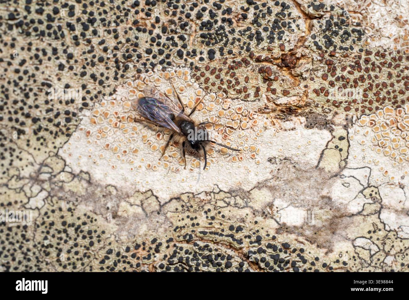 Petite abeille minière de saule Andrena praecox, imago mâle sur un arbre couvert de lichen, Nottinghamshire, Royaume-Uni, mars Banque D'Images