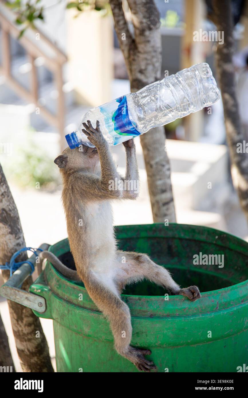 Singe sauvage dans une poubelle verte interagissant avec des déchets plastiques sur l'île de Nusa Penida, en Indonésie Banque D'Images