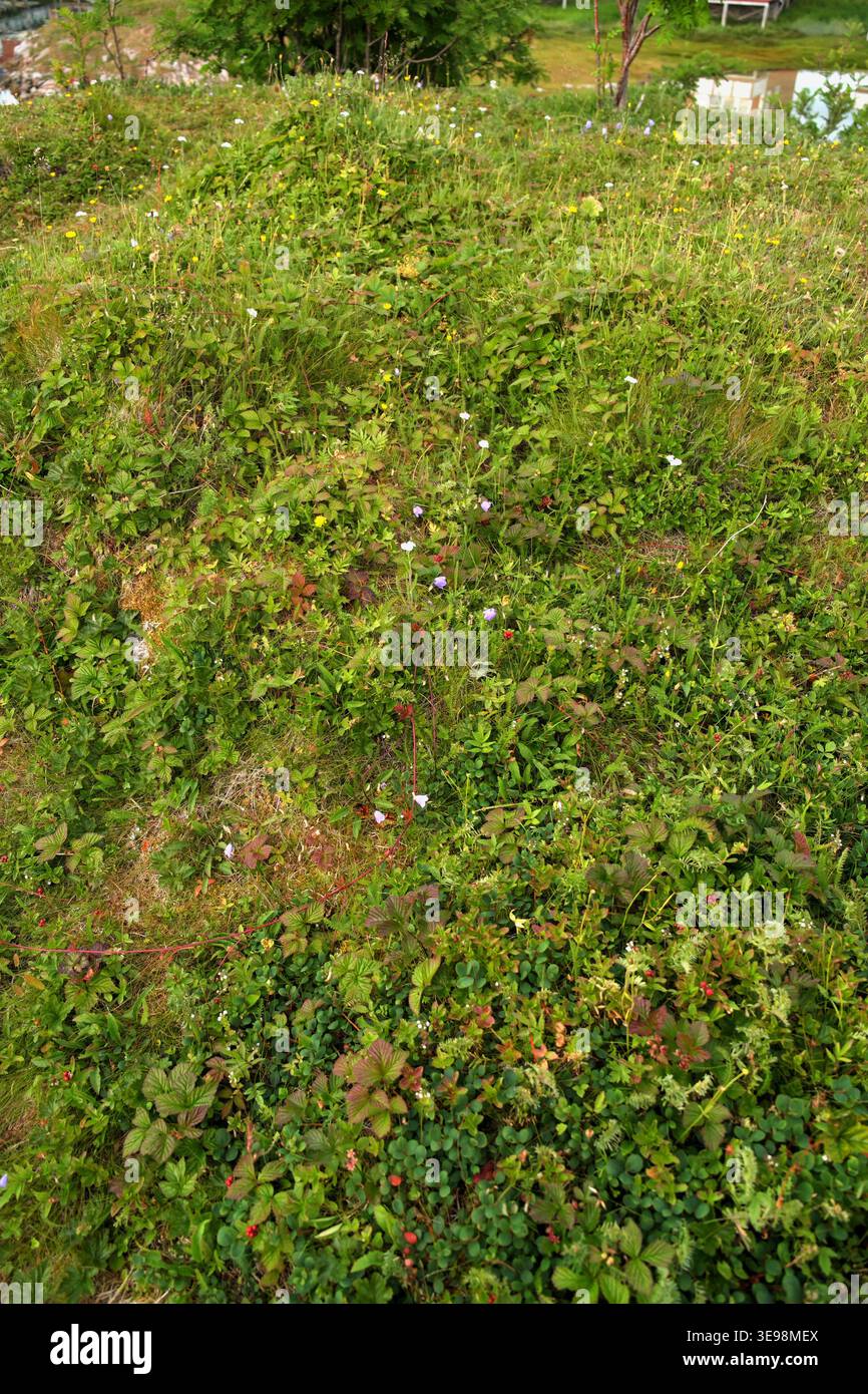 Banque de baies et de fleurs sauvages, Sommaroy, Kvaloya, Troms, Norvège. Banque D'Images
