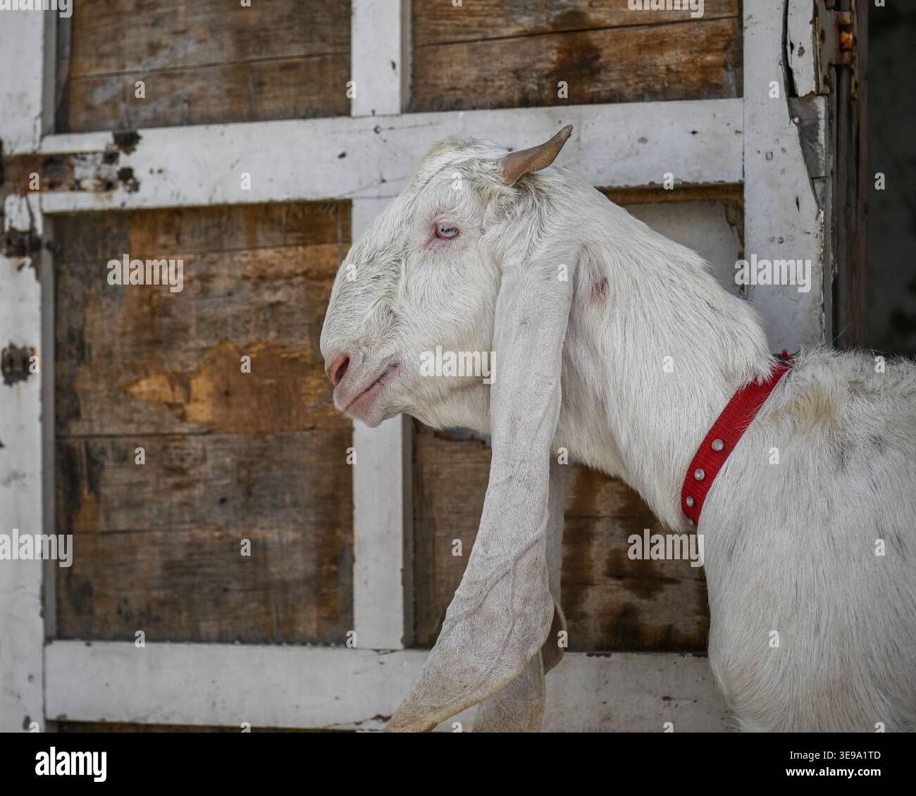 Une chèvre de compagnie gardée à la maison. Banque D'Images