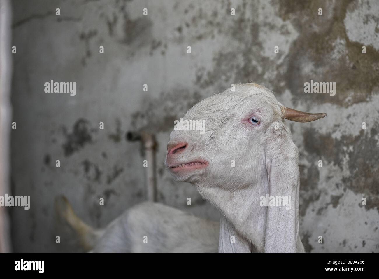 Une chèvre de compagnie gardée à la maison. Banque D'Images