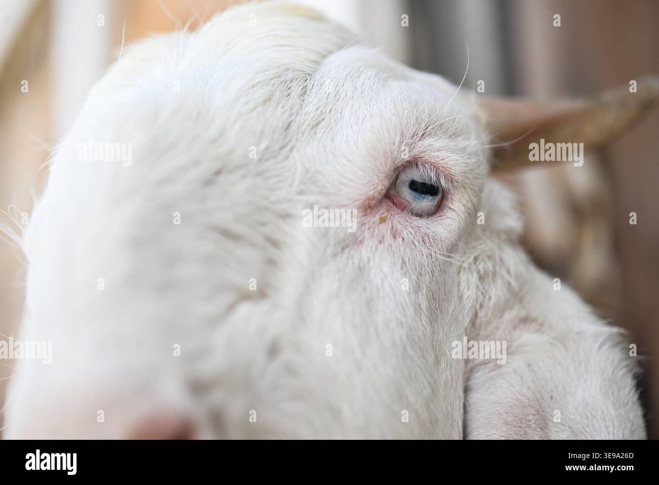 Une chèvre de compagnie gardée à la maison. Banque D'Images