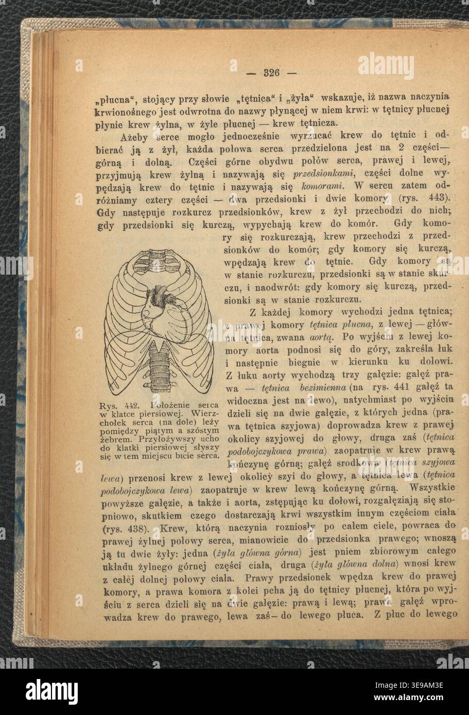 L. Sevruk's 'Kurs poczatkowy przyrodoznawstwa. CZ. 2, Przyroda zywa' (1906) offre une étude complète sur la nature vivante, ciblée pour les étudiants polonais. Publié par Kaniewski et Wacawowicz à Varsovie, il comprend de riches illustrations et un contenu détaillé sur la vie biologique. La photo d'archive représente cette contribution importante à l'éducation du début du XXe siècle. Banque D'Images