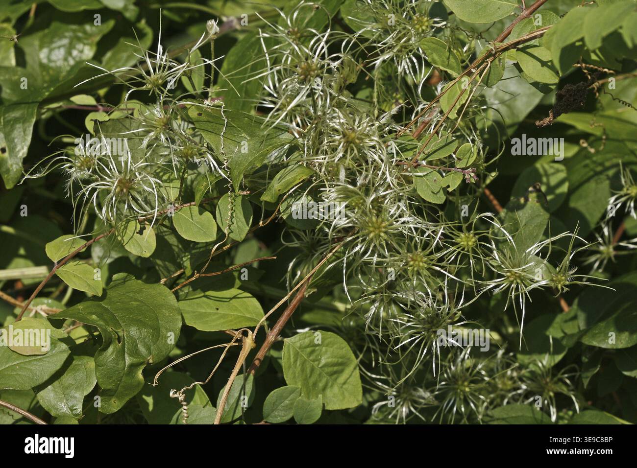 Clematis vitalba, clématites, stands de fruits Banque D'Images