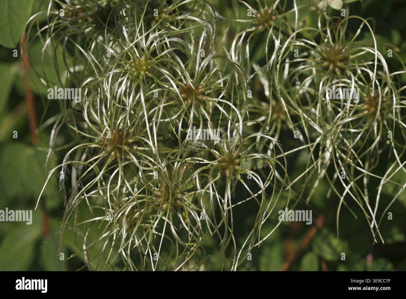 Clematis vitalba, clématites, stands de fruits Banque D'Images
